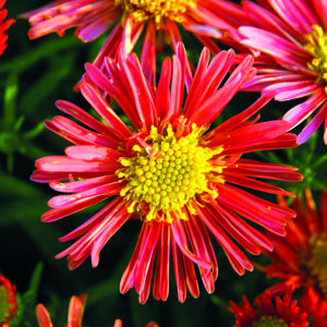 ASTER SPECIES NOVI-BELGII JENNY_Bloom_Bloom