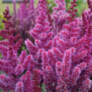 Astilbe Purple Rain