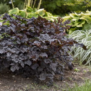 ASTILBE DARKSIDE OF THE MOON_Garden_Garden