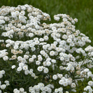 Achillea Peter Cottontail_APJ17 (2)
