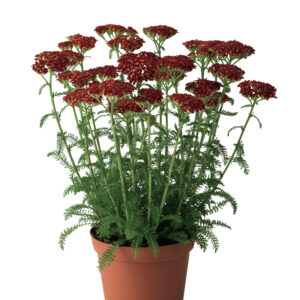 Achillea_DesertEve_Red_70017961