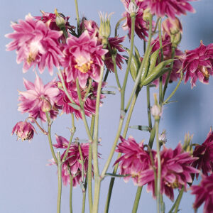 Columbine