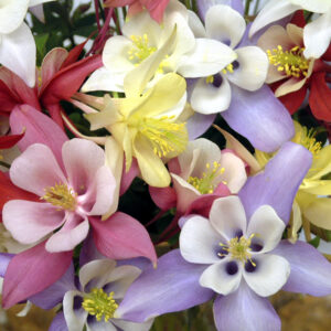 Aquilegia Origami Mix4 Columbine