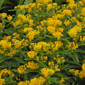Asclepias Hello Yellow_Butterfly weed