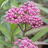 Asclepias incarnata