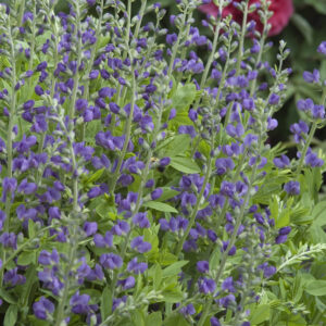 Baptisia australis_4x6