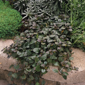 Bugleweed Ajuga Bronze Beauty