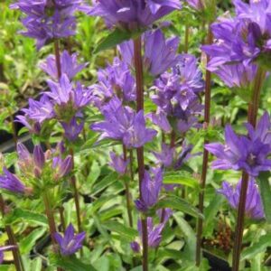 CAMPANULA GLOMERATA SUPERBA_Bloom_Bloom
