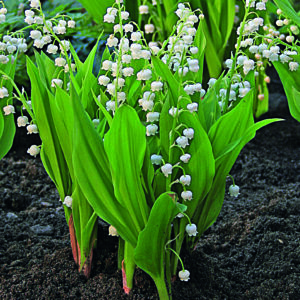 CONVALLARIA MAJALIS_Garden_Garden Lily of the Valley