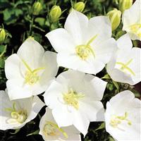 ampanula White Clips Bellflower