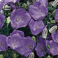 Campanula bellflower blue clips