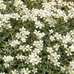 Cerastium Snow in Summer