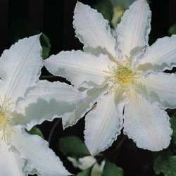 Clematis Gillian Blades