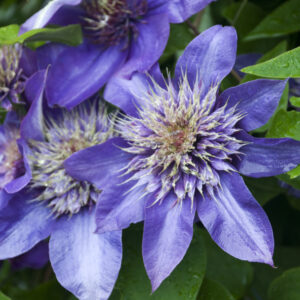 Clematis Multi Blue