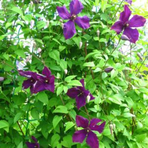 Clematis Polish Spirit