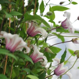Clematis Princess Kate