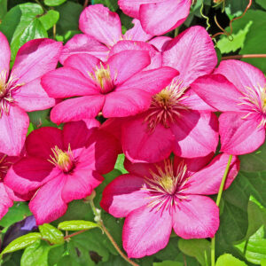 Clematis_Comtesse_de_Bouchard