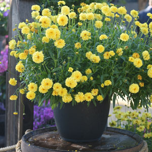 Coreopsis Leading Lady Charlize Tickseed