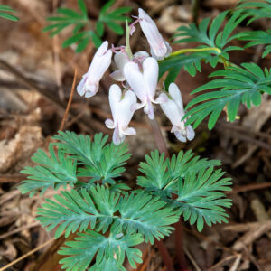 DICENTRA FORMOSA AURORA_Garden_Garden Bleedingheart