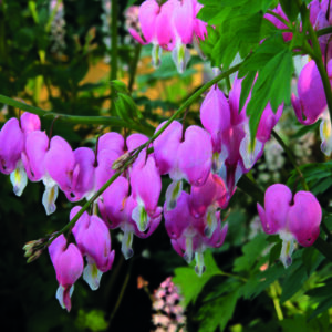 DICENTRA SPECTABILIS_Bloom_Bloom bleedingheart common pink