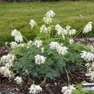 DICENTRA WHITE DIAMONDS_Garden_Garden Bleeding Hearts