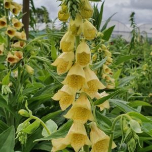 DIGITALIS GRANDIFLORA AMBIGUA_Bloom_Bloom