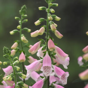 DIGITALIS Foxglove E PINK_Bloom_Bloom