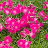 Dianthus Beauties Kahori