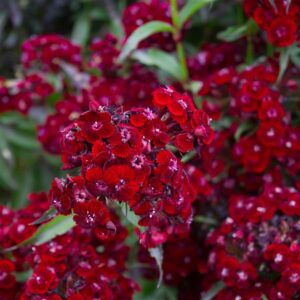 Dianthus barbatus Sooty Pinks