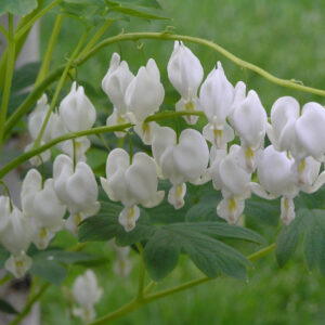 alba Bleeding Heart dicentra
