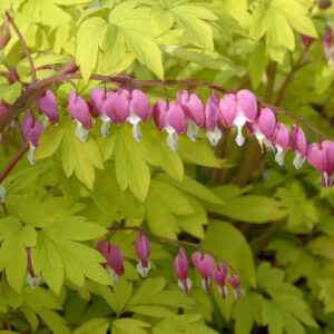 Dicentra Gold Heart_Bleedingheart