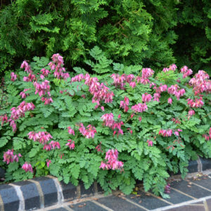 Dicentra Luxuriant_Bleedingheart