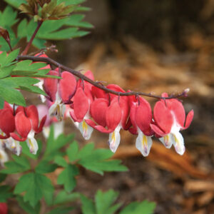 Dicentra Valentine Bleedingheart