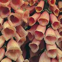 Digitalis Apricot Beauty Foxglove