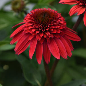 Double Scoop Strawberry Deluxe Echinacea