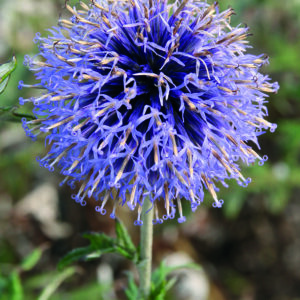 ECHINOPS RITRO VEITCHS BLUE_Bloom_Bloom