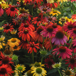Echinacea Cheyenne Spirit