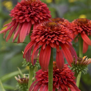 Echinacea Hot Papaya_CJW12 (7)