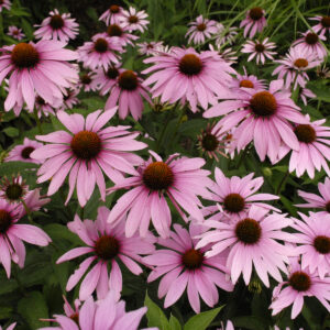 Echinacea Magnus_SMM12