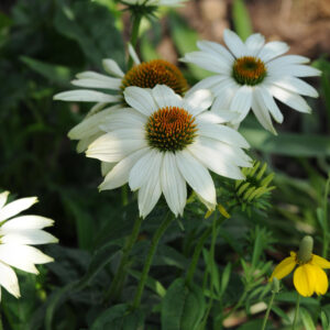 Echinacea Pow wow white