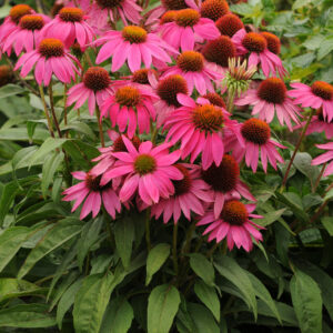 chinacea Pow wow wildberry