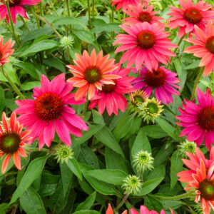 Echinacea Sombrero Tres Amigos