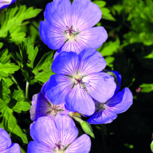 GERANIUM SPECIES ROZANNE_Bloom_Bloom (1)