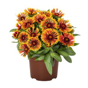 Gaillardia_Spintop_mariachi_Copper_sun_Pot on Sweep Blanket Flower