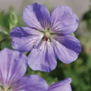 Geranium Azure Rush