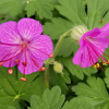 Geranium Bevan Variety