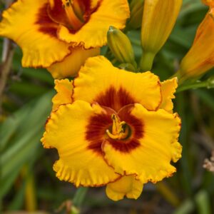HEMEROCALLIS POOH BEAR_Bloom_Bloom