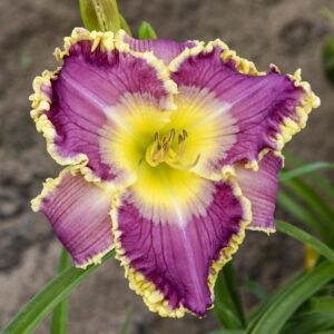 HEMEROCALLIS ROYAL INVITATION_Bloom_Bloom