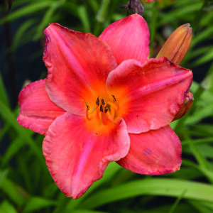HEMEROCALLIS SOUTH SEAS_Bloom_Bloom
