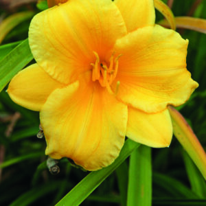 HEMEROCALLIS STELLA DORO_Bloom_Bloom (1)